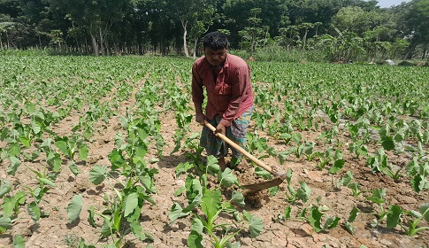 চুয়াডাঙ্গায় তীব্র তাপদাহে নষ্ট হচ্ছে কৃষি ফসল