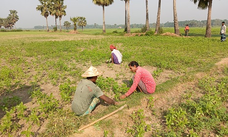 সালথায় প্রচণ্ড খরতাপে পাটের ক্ষতির আশঙ্কা