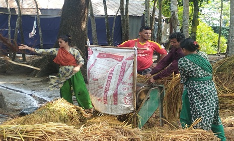 চাঁদপুরে বোরো ধান কাটায় ব্যস্ত কৃষক, লক্ষ্যমাত্রা পৌনে ৩ লাখ মেট্রিকটন