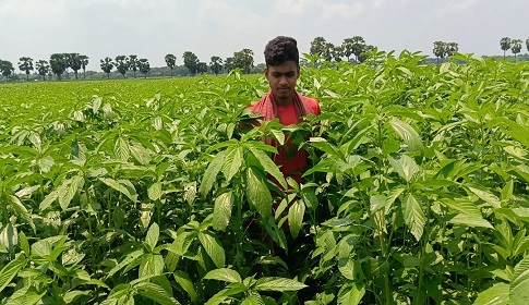 বৃষ্টির পর দ্রুত বেড়ে উঠছে পাট, কৃষকের মুখে হাসি