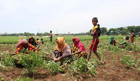 চিনা বাদাম চাষে ঝুঁকছেন জগন্নাথপুরের কৃষকরা
