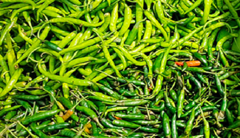 কাঁচা মরিচের কেজি ২৪০ টাকা
