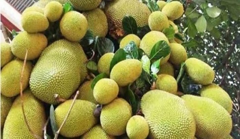 কুমিল্লার লালমাই পাহাড়ে কাঁঠালের বাম্পার ফলন