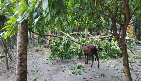 ঘূর্ণিঝড় রিমালের প্রভাব ফুলপুরে