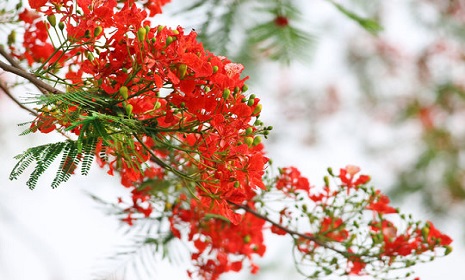 কৃষ্ণচূড়ার ডালে ডালে