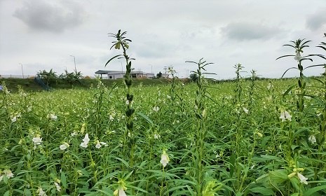 ঘূর্ণিঝড় রিমালের আঘাতের পরও বিনাতিল-২ এর বাম্পার ফলনের আশা