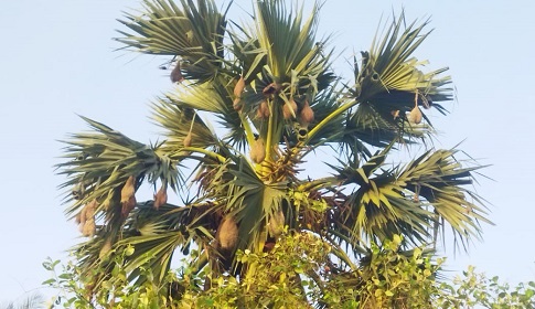 বিলুপ্তির পথে বাবুই পাখির বাসা