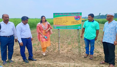 কৃষকের আশার আলো দেখাচ্ছে গ্রীষ্মকালীন পেঁয়াজ চাষ