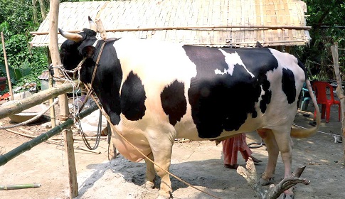 আদরের মানিকের কাঙ্ক্ষিত দাম না পাওয়ায় প্রধানমন্ত্রীকে উপহার দিতে চান উদ্যোক্তা হামিদা
