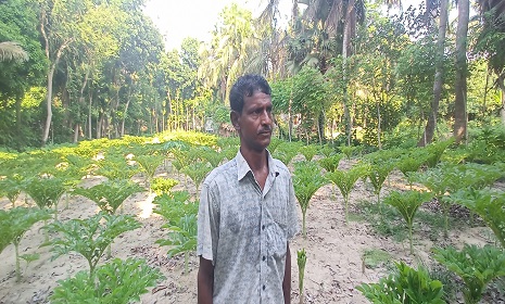 মাগুরায় দেশীয় দক্ষিণা জাতের ওল চাষ করে সফল বিজুস কুমার বিশ্বাস