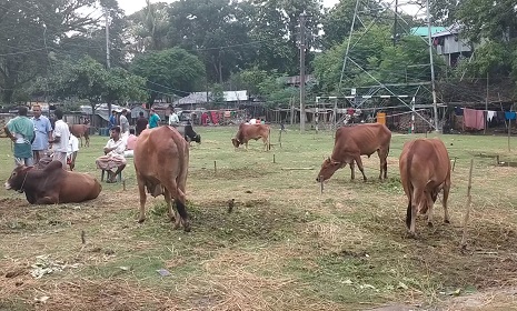 কাপ্তাইয়ের হাটে পর্যাপ্ত গরু থাকলেও নেই ক্রেতা