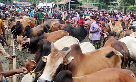 আনুষ্ঠানিকভাবে কোরবানির পশুর হাট বসছে আজ