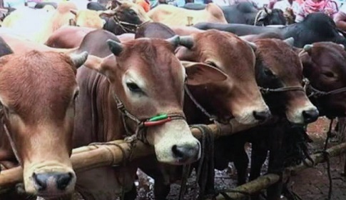 টাঙ্গাইলে চাহিদার তুলনায় প্রায় ২০ হাজার বেশি পশু প্রস্তুত