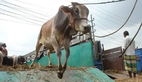 কোরবানির ঈদের অর্থনীতি এক লাখ কোটি টাকা