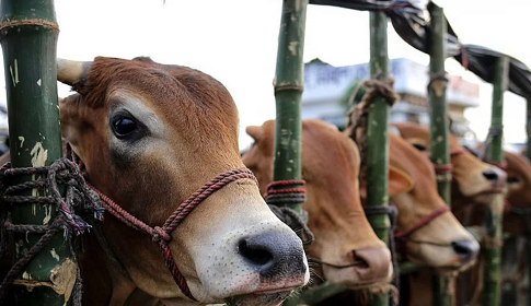 ঈদুল আজহায় ১ কোটি ৪ লাখ পশু কোরবানি