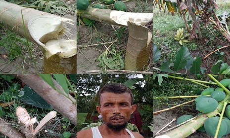সুবর্ণচরে রাতের আঁধারে শতাধিক গাছ কেটে দিয়েছে দুর্বৃত্তরা