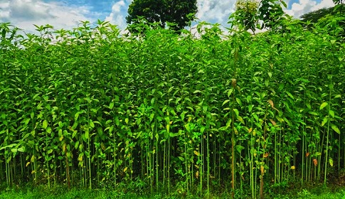 ‘খাজনার চেয়ে বাজনা বেশি’