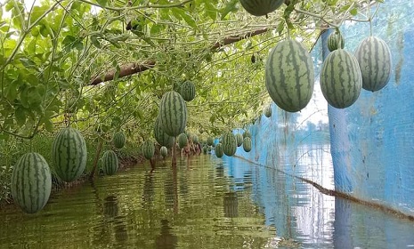 গোপালগঞ্জ সদর উপজেলায় অসময়ের তরমুজের আবাদ বৃদ্ধি পাচ্ছে
