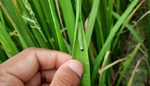 আমন ক্ষেতে পাতা মোড়ানো পোকার আক্রমণ
