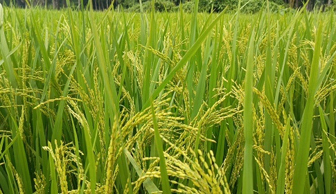 সালথায় আমন ধানের বাম্পার ফলনের সম্ভাবনা