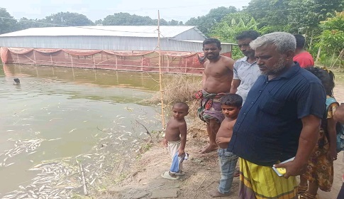 মহম্মদপুরে দুর্বৃত্তদের ছোড়া গ্যাস ট্যাবলেটে ৫ লাখ টাকার মাছের ক্ষতি