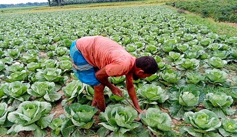 শীতের সবজি গ্রীষ্মে আবাদে লাভবান ঝিনাইদহের চাষিরা