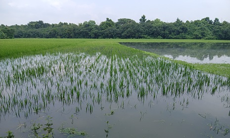ভারী বর্ষণে তলিয়ে গেছে এতিমদের ধান