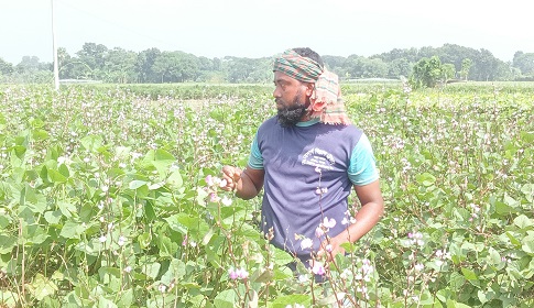 যশোরে ২৩৪ কোটি টাকার শিম বিক্রির টার্গেট চাষিদের