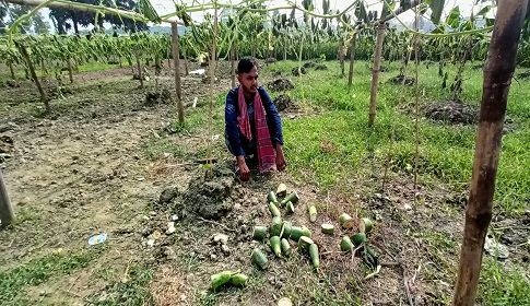 মহম্মদপুরে কৃষকের ১২ শতক জমির লাউ ও গাছ কেটে দিয়েছে দুর্বৃত্তরা