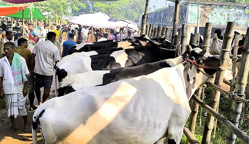উন্নয়নের ছোঁয়া লাগেনি ঈশ্বরদীর বৃহত্তম পশুর হাটে