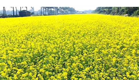 ঈশ্বরদীতে সরিষার আবাদ বেড়েছে তিনগুণ