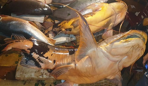 শেরপুরের মাছের মেলায় এক বাঘাইড়’র দাম হাঁকা হচ্ছে সাড়ে ৩ লাখ