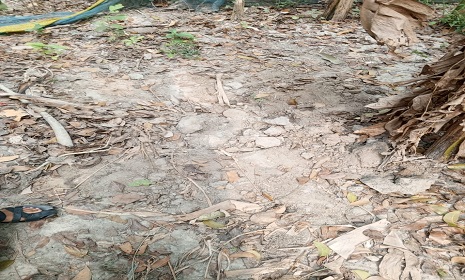 সাতক্ষীরায় ২৩ লাখ টাকা ছিনতাই, ৫ লাখ টাকা মিললো আসামীর হলুদ ক্ষেতে