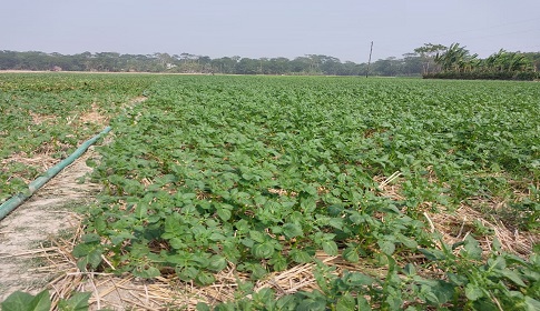 শরণখোলায় আলু চাষে দ্বিগুণ খরচে দিশেহারা চাষিরা