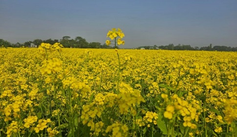 সবুজ পাহাড়ের বুকে হলুদ সরিষার হাসি