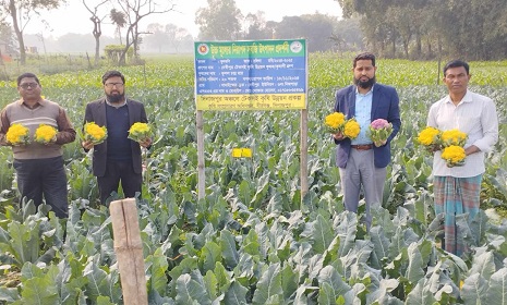দিনাজপুরে রঙিন ফুলকপি ও বাঁধাকপিতে লোকসান পুষিয়ে নিচ্ছে কৃষক