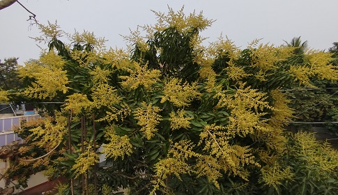 আগৈলঝাড়ার গাছে গাছে আমের মুকুলের মৌ মৌ গন্ধ