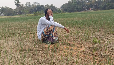 শত্রুতার জেরে বিষ দিয়ে পেঁয়াজ ক্ষেত নষ্ট করার অভিযোগ