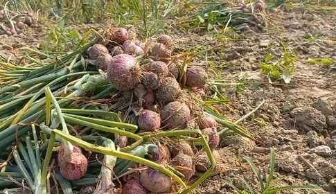 পেঁয়াজের দাম কেজিতে বেড়েছে ১৫ টাকা