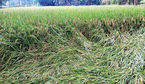 আগৈলঝাড়ায় বোরো কাটা শুরু হলেও হাসি নেই কৃষকের মুখে