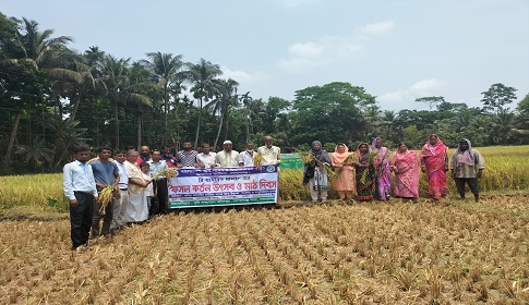 গোপালগঞ্জে ব্রি হাইব্রিড ধান৮ এর ফসল কর্তন উৎসব 