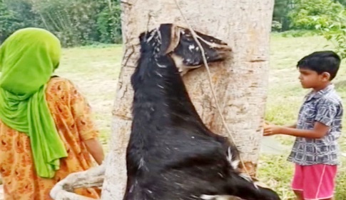 ছাগল হত্যার ঘটনায় থানায় মামলা