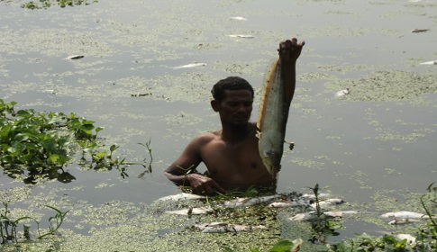মাছের সাথে এ কেমন শত্রুতা