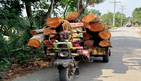 নড়াইলে খাস জমির গাছ চুরি করে বিক্রির অভিযোগ