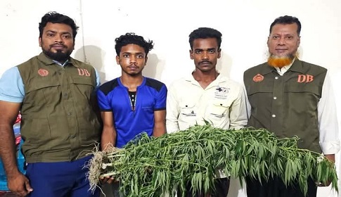 ভুট্টা খেতে গাঁজা চাষ, আটক দুই যুবক