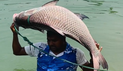 পদ্মার এক কাতল ৫০ হাজার টাকায় বিক্রি