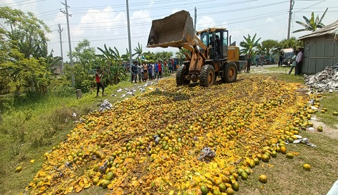 সাতক্ষীরায় ৮ টণ অপরিপক্ক আম ধ্বংস করেছে জেলা প্রশাসন