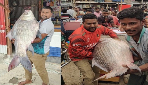 পদ্মার দুই কাতলের দাম ৮৯ হাজার টাকা