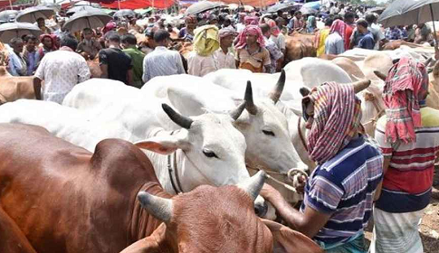দেশে কোরবানিযোগ্য পশু ১ কোটি সাড়ে ২৪ লাখ 