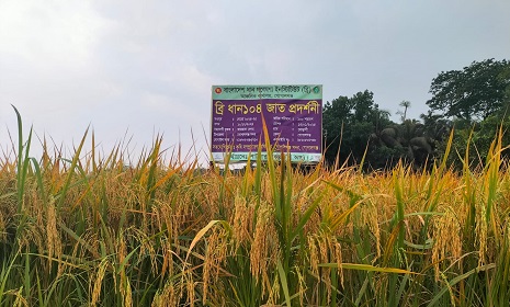 নতুন ব্রি ধান প্রিমিয়ার কোয়ালিটির বাসমতি চালের আমদানী নির্ভরতা কমবে 
